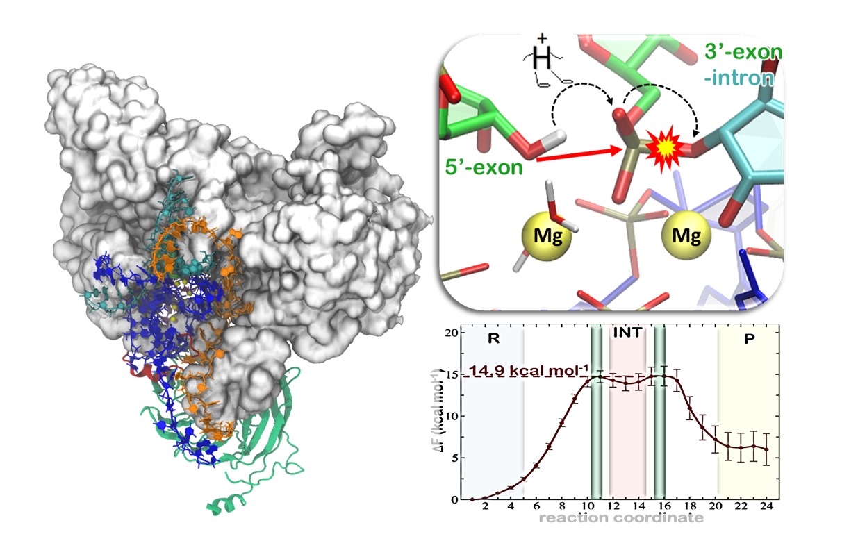 Come Agire Sul Meccanismo Taglia E Cuci Dell Rna Per Curare Leucemie E Altri Tumori Newence