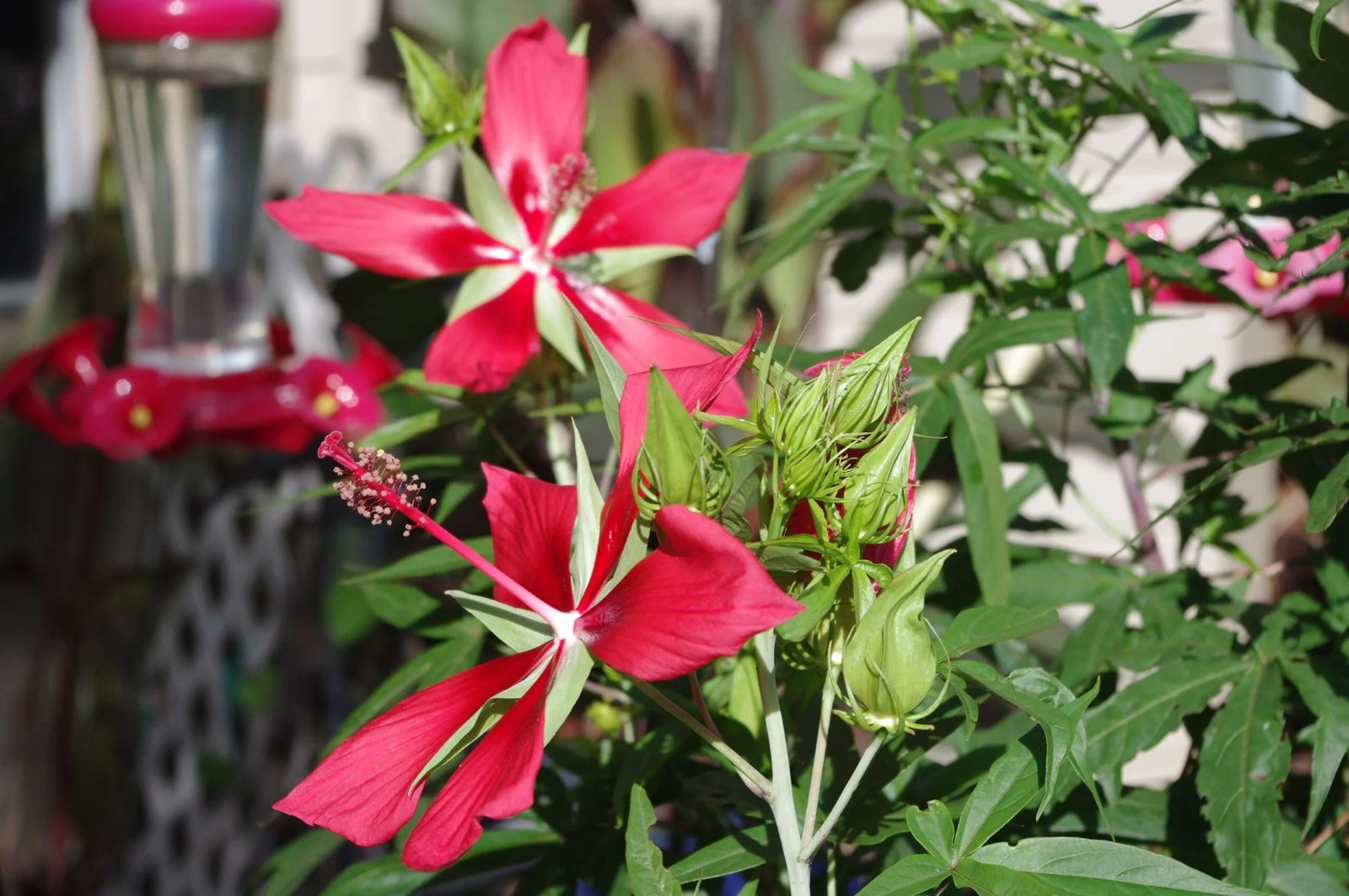 How to Make Hummingbird Nectar for Hummingbird Feeders