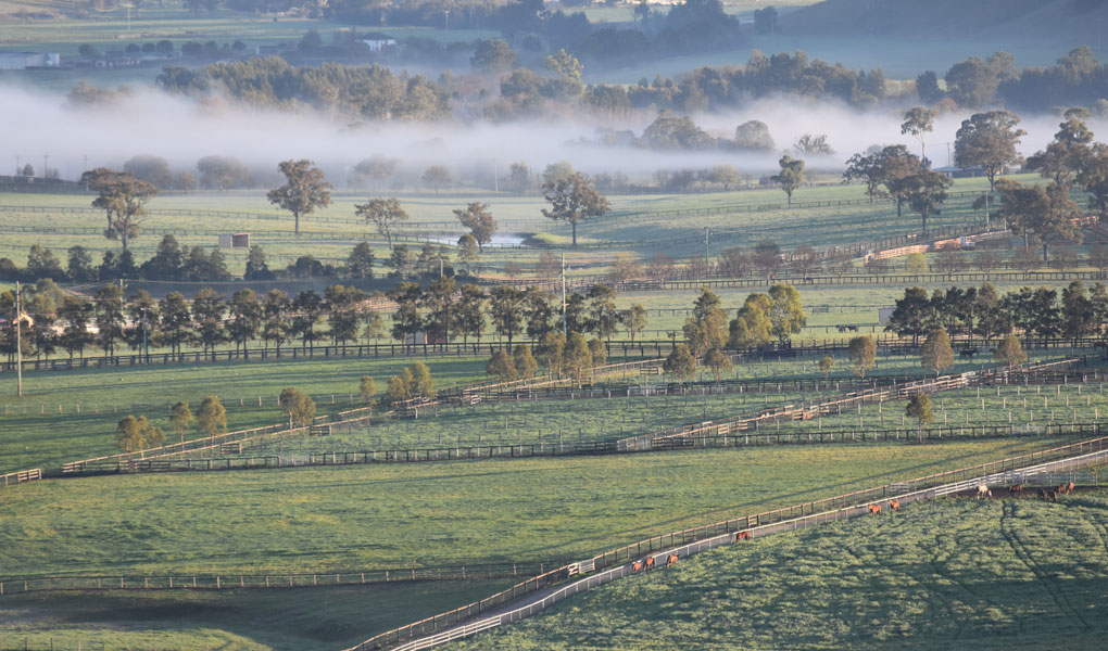 Home Newgate Stud Farm