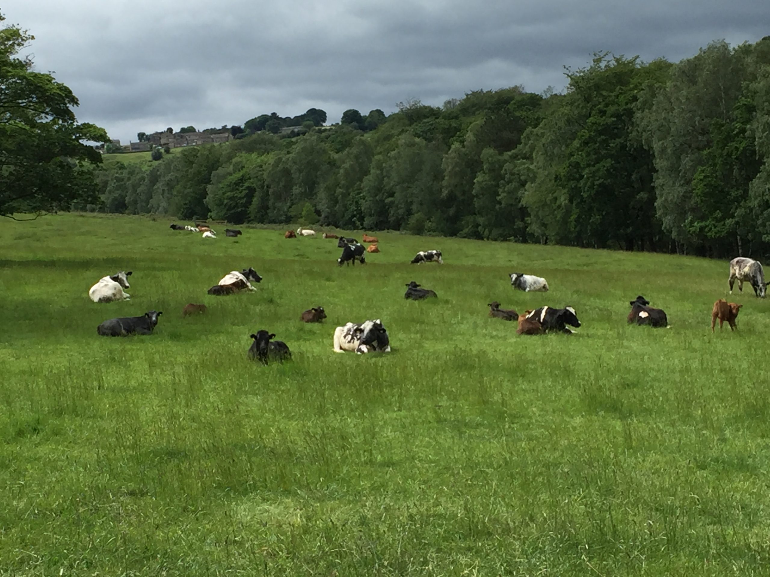 Gallery Newhall Farm