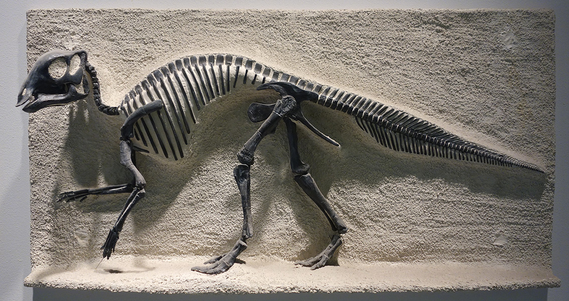 Details of Montana State Fossil Revealed in Giant Study New Historian