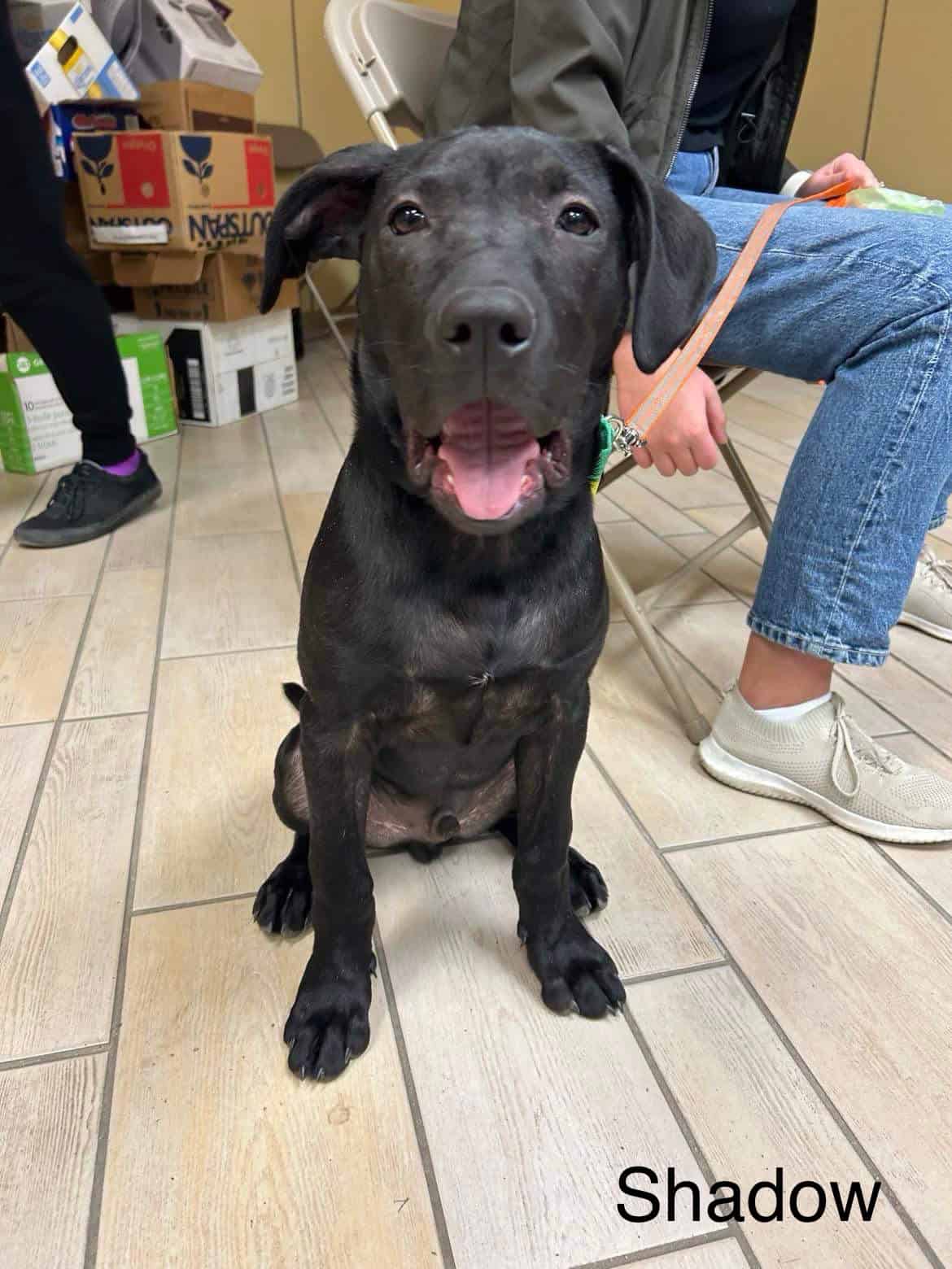 Adoption Event PetValu Martensville New Hope Dog Rescue