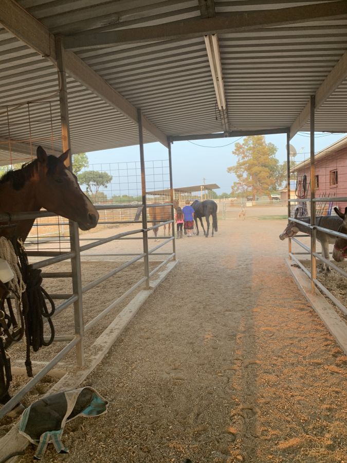 Horse Boarding in Scottsdale, Arizona (Maricopa County)