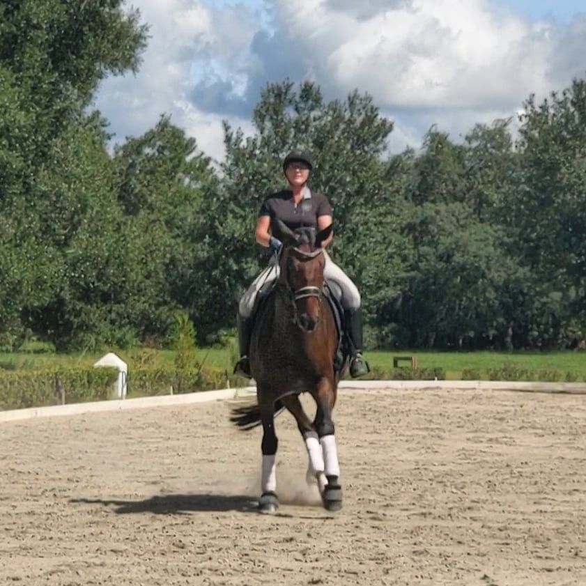 Sheridan Dressage LLC Dressage Trainer in Oviedo, Florida