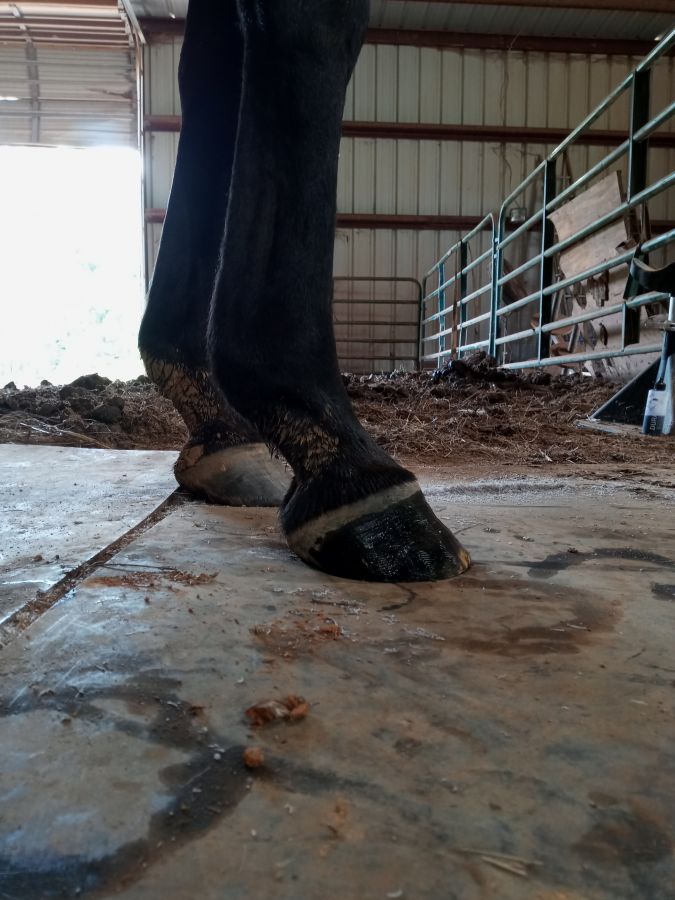 Farrier in Mississippi