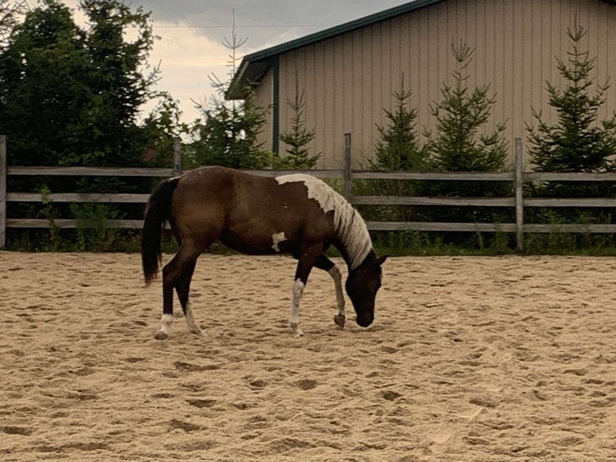 Door County Horsemanship LLC Horse Boarding Farm in Sturgeon Bay