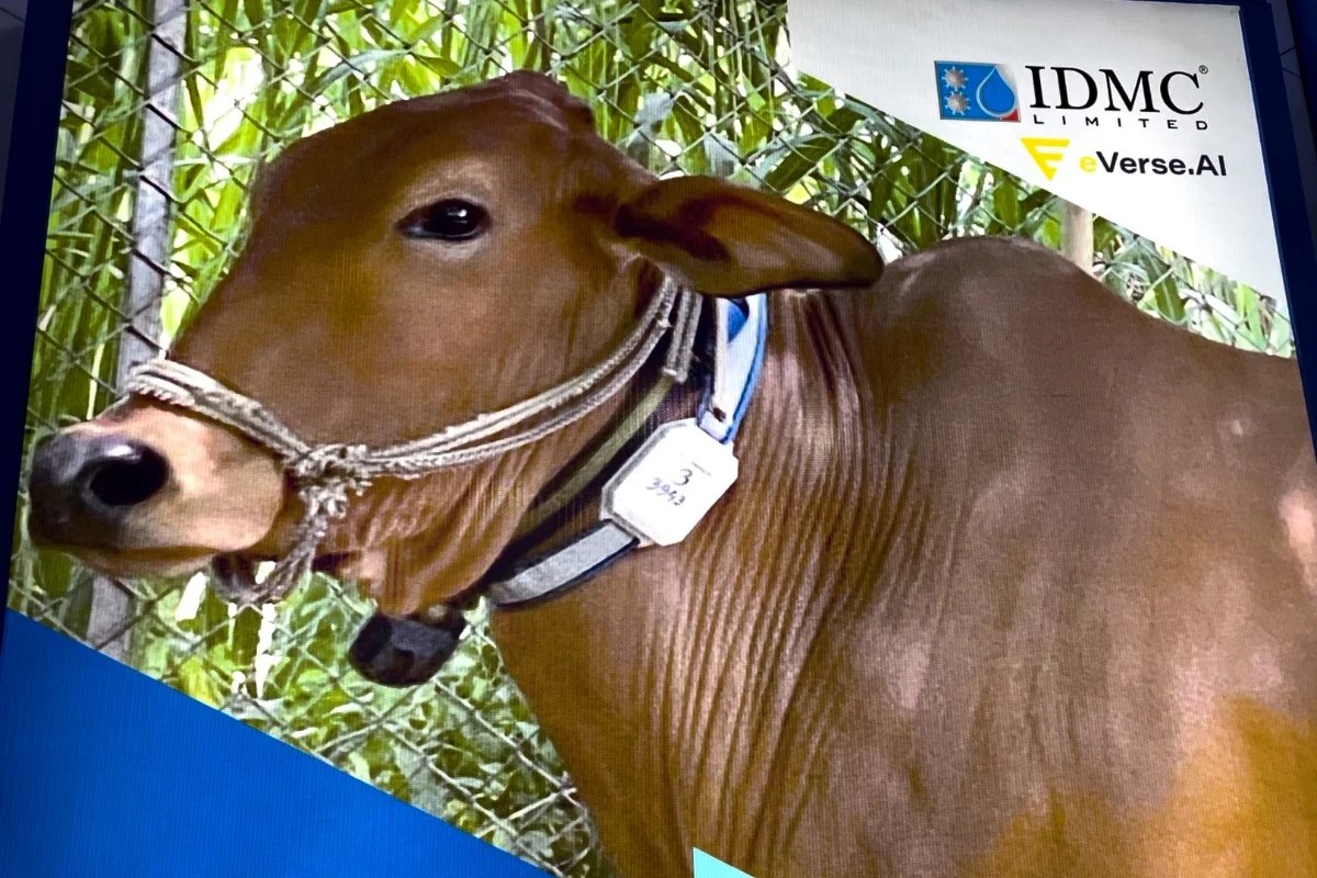 World Dairy Summit When To Inseminate Cow? This ₹3500 Collar Will