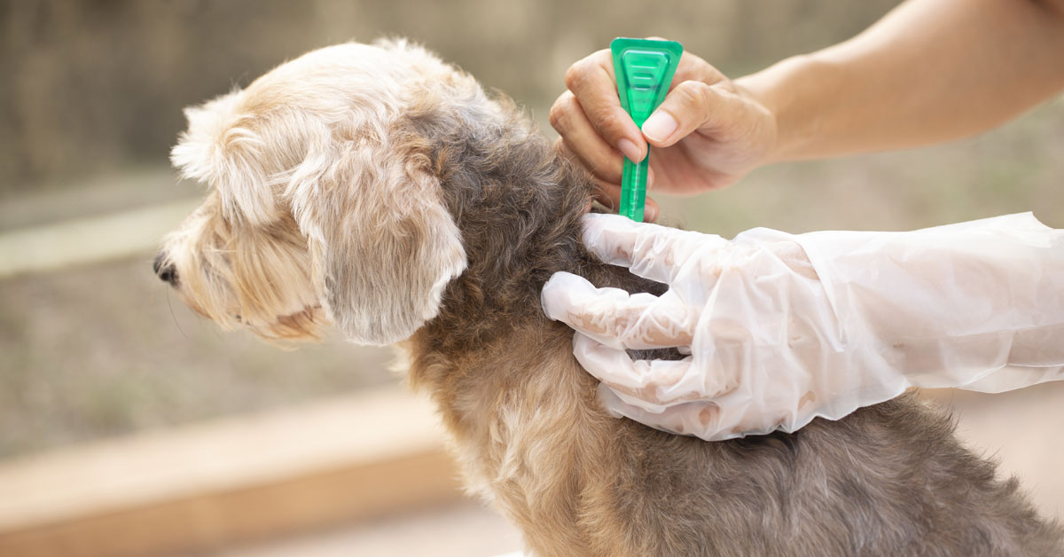 How to treat your pet (and home) for fleas Monster Pet Centre
