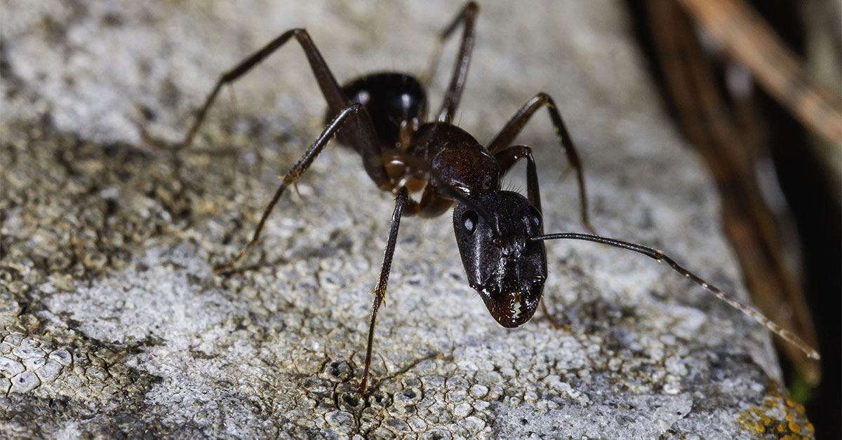 How Much Does It Cost To Exterminate Carpenter Ants In Portland, OR