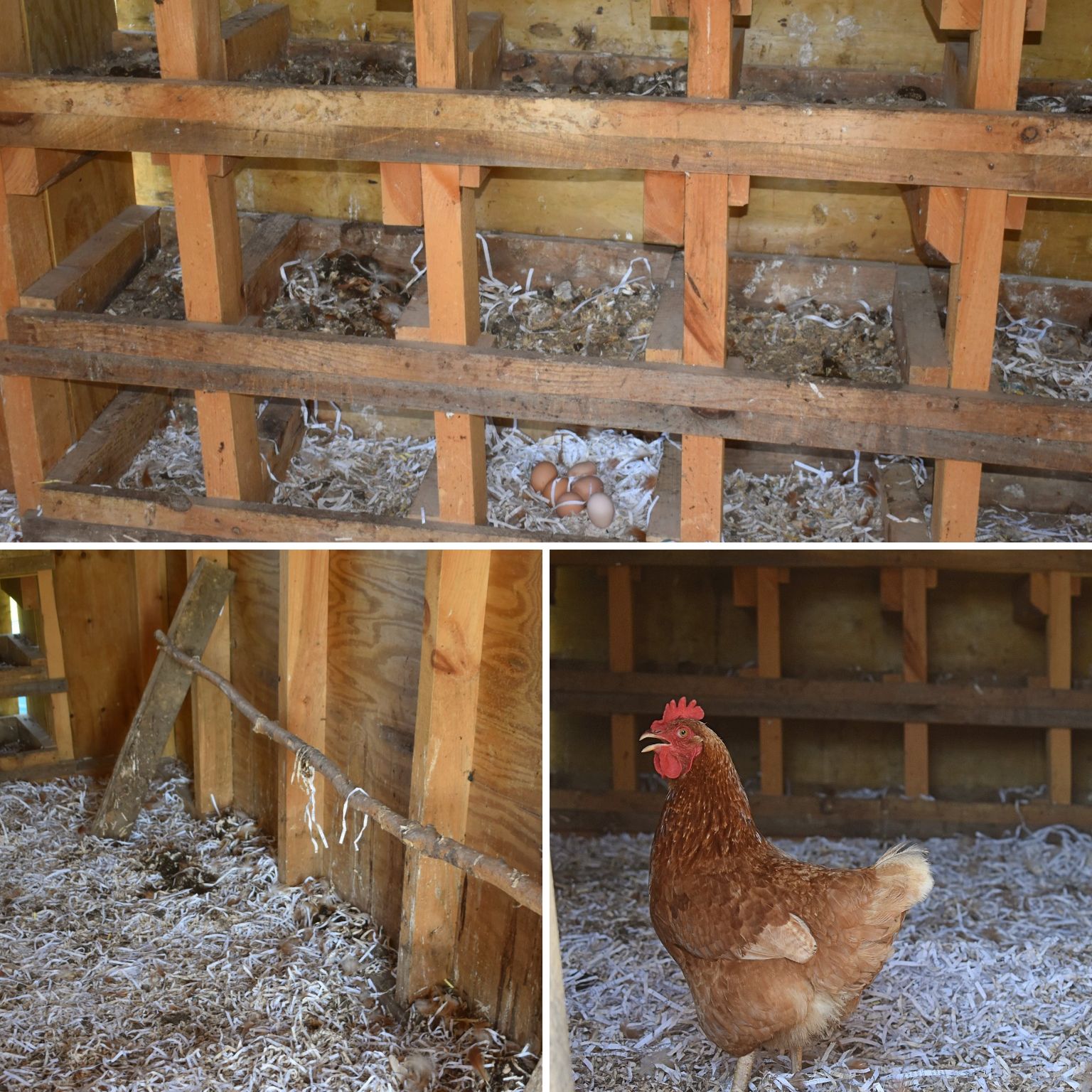 How to Clean and Disinfect Your Chicken Coop