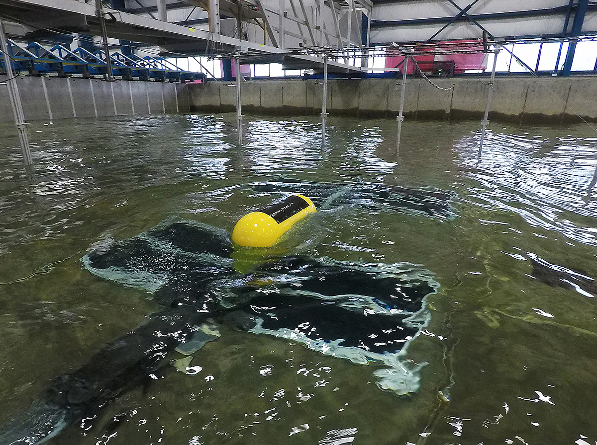 Controls Optimization of the Surge WEC device for Resolute Marine