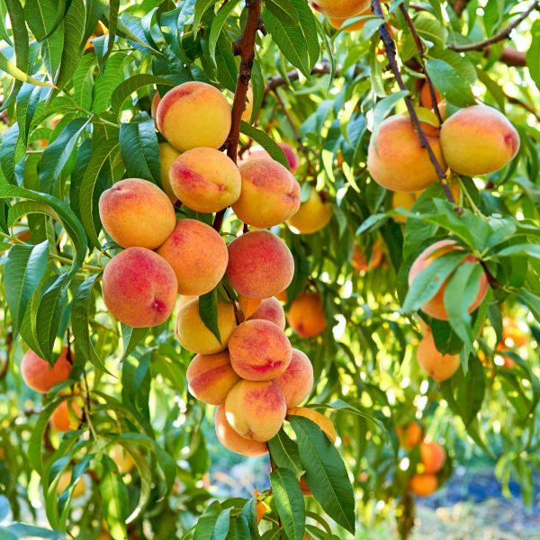 Buy Juicy Peach Trees Online! Order Now.