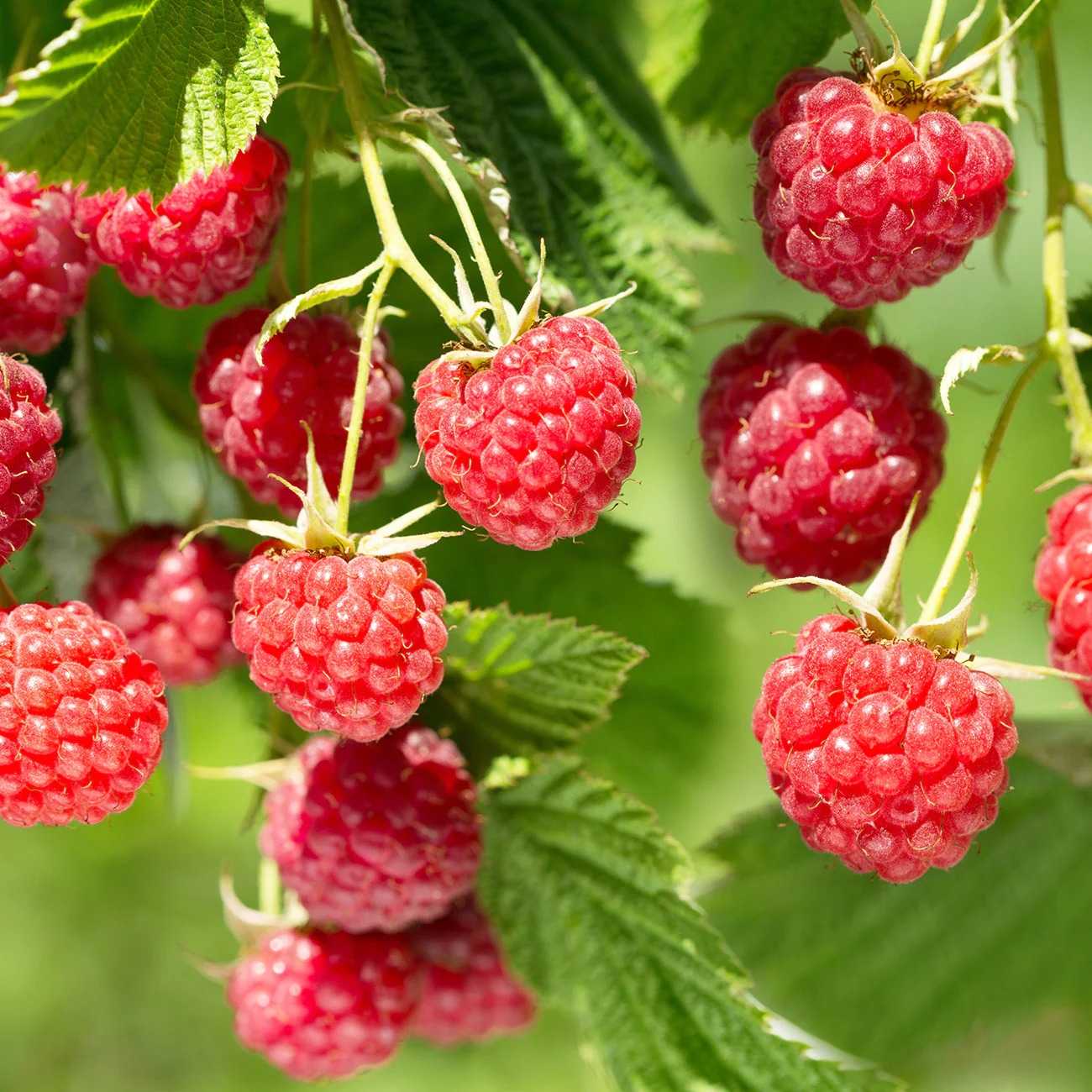 Sweet & Easy Buy Delicious Thornless Raspberries Online.