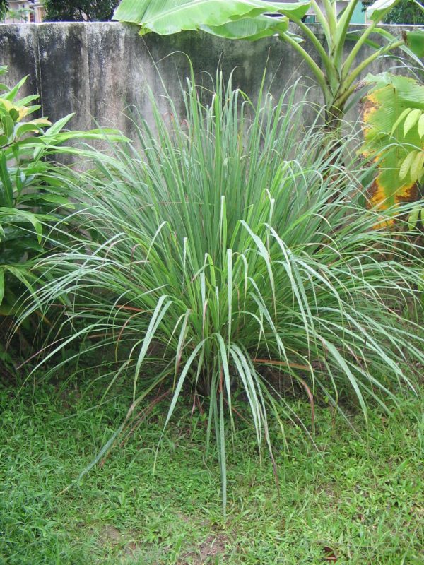 Buy Premium Lemon Grass Plants Online.