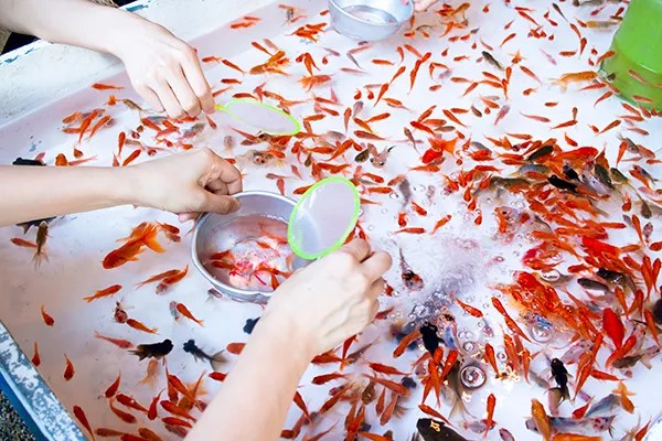 金魚すくい - Wikipedia 金魚すくい名人が教えるポイの選び方、動かし方と裏ワザ｜Newsポストセブン