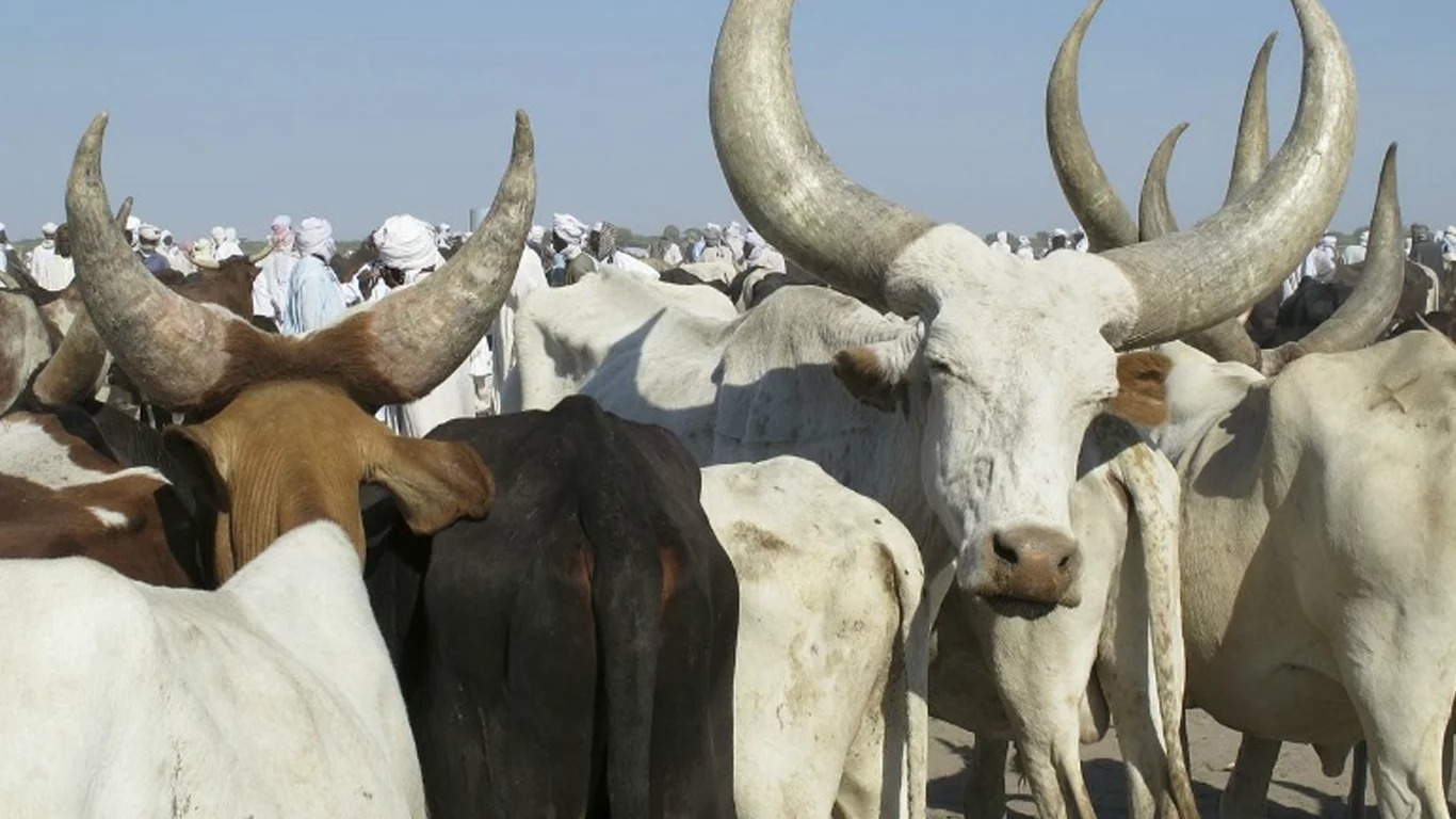 Production de viande : après une chute de 26,7 %, le Cameroun mise sur la génétique pour renverser la pente Production de viande : après une chute de 26,7 %, le Cameroun mise sur la génétique pour renverser la pente