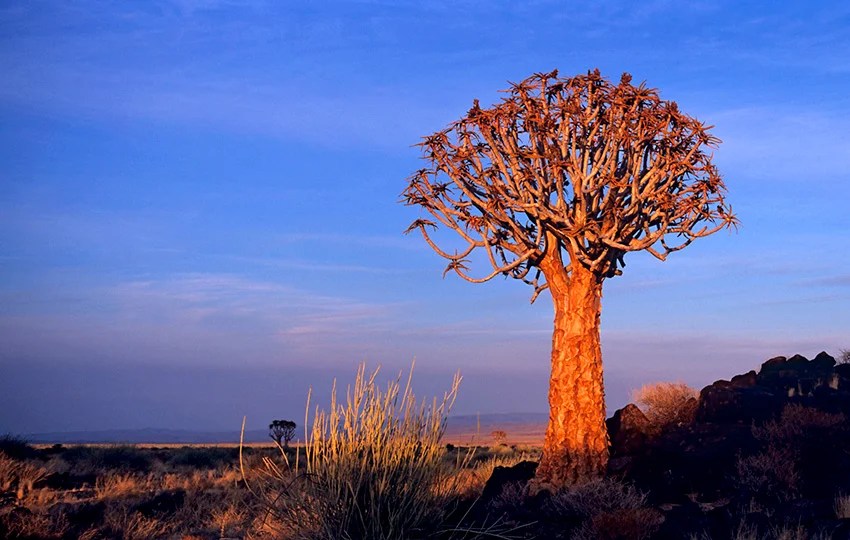 13 Rarest Plants in the World 2024 [UPDATED]