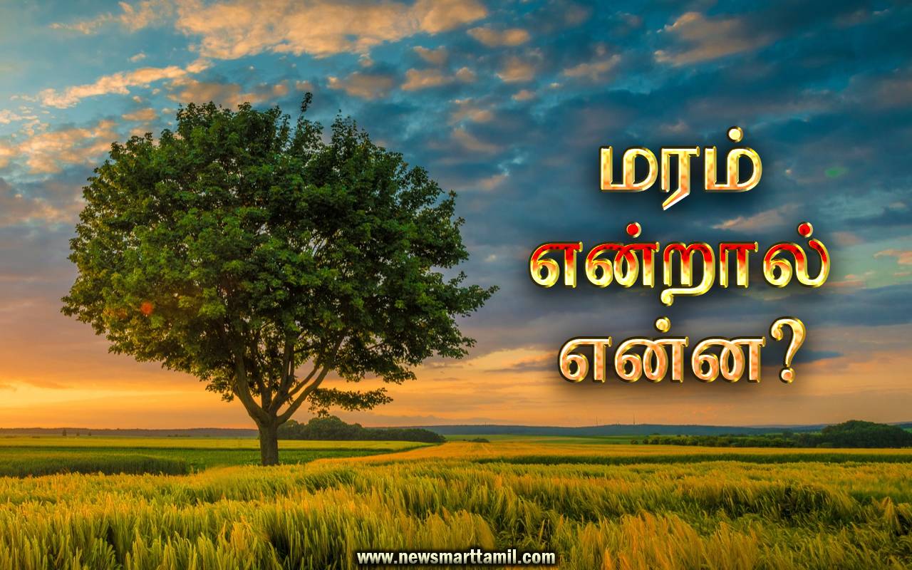 மரம் என்றால் என்ன? What Is A Tree In Tamil? » New Smart Tamil