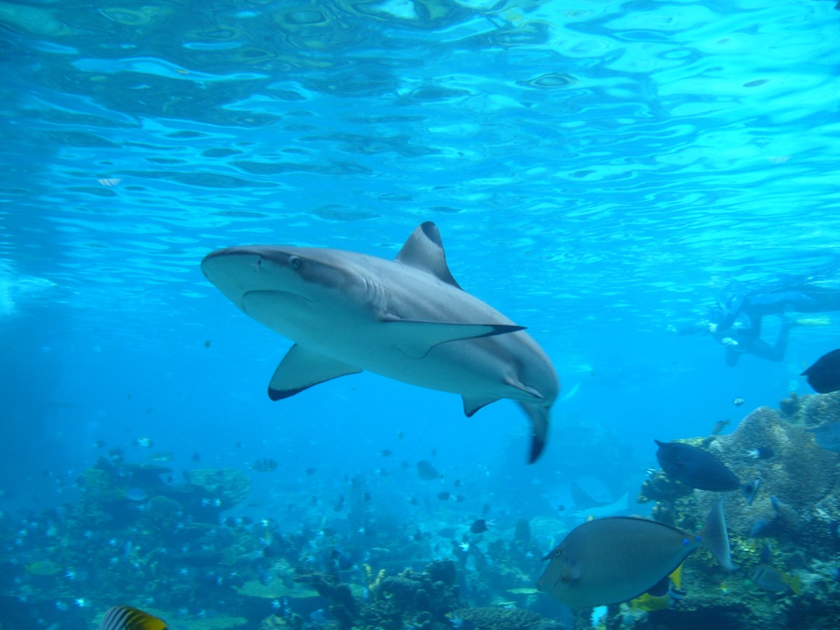 Fatal shark attack at Byron Bay News Of The Area