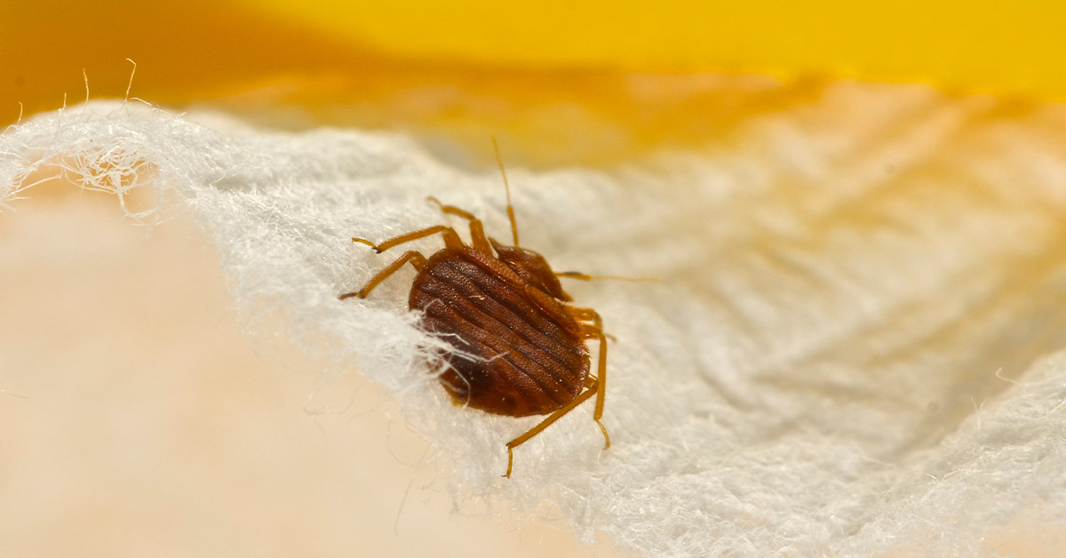 HOW CAN WE GET RID OF BED BUGS THAT HAVE GOTTEN INTO THE CLOTHING