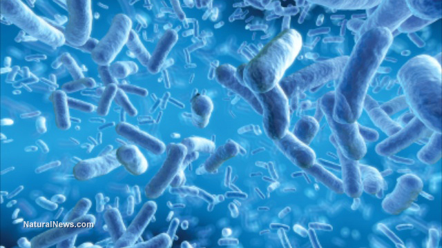 Deadly E. coli strain bioengineered to attack food supply and cause