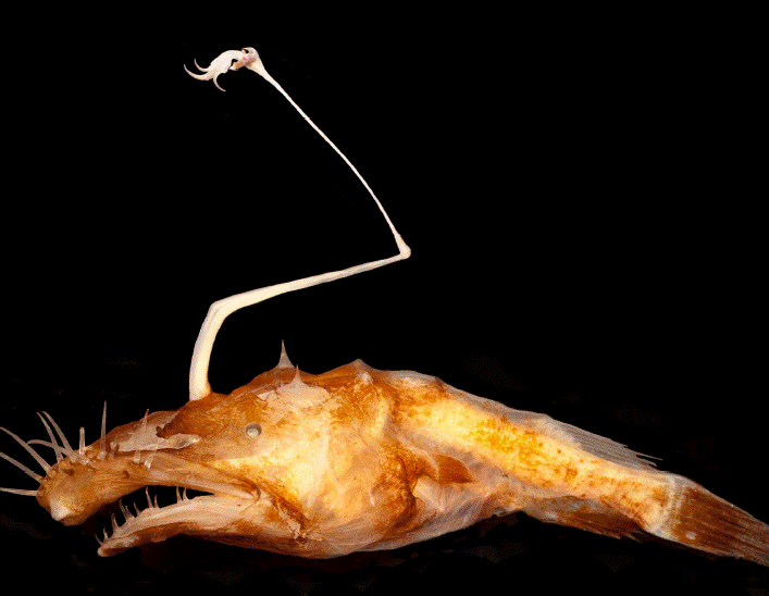 New “Ugly” DeepSea Angler Fish Named One of Top 10 Discoveries of the(05)