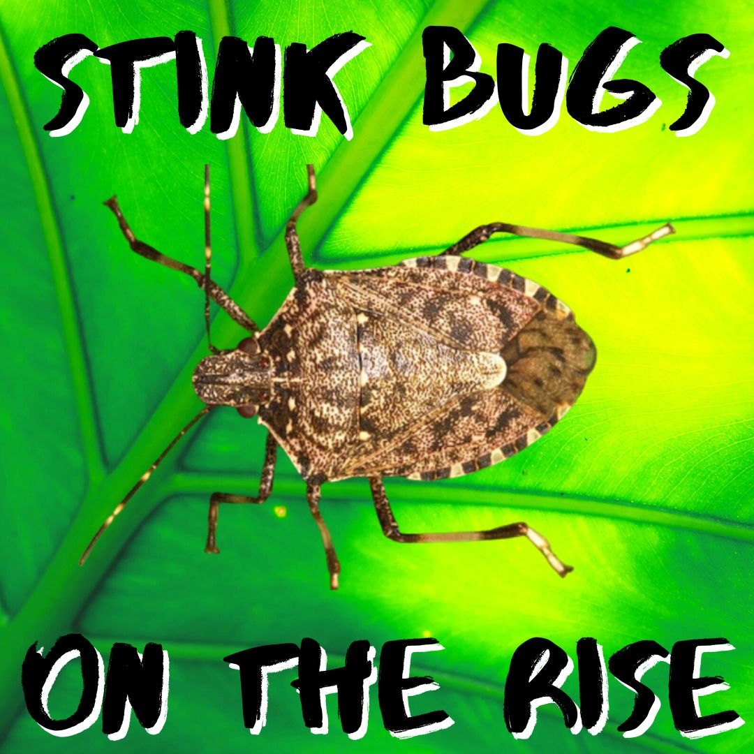 Stink bug & spider crab invasion, electric scrap car, candy news, dogs