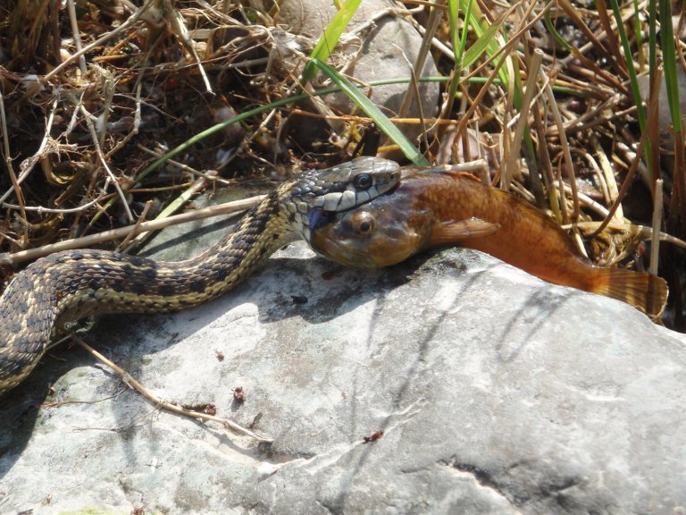 Photo Snake Eats Fish New West