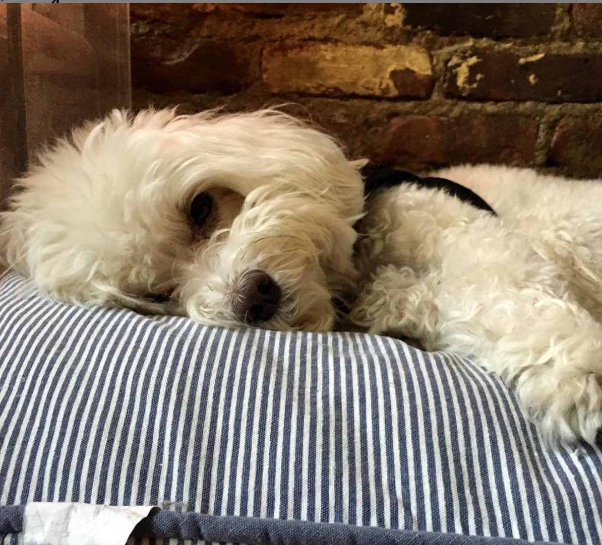 Affordable Dog Hotels in New York City