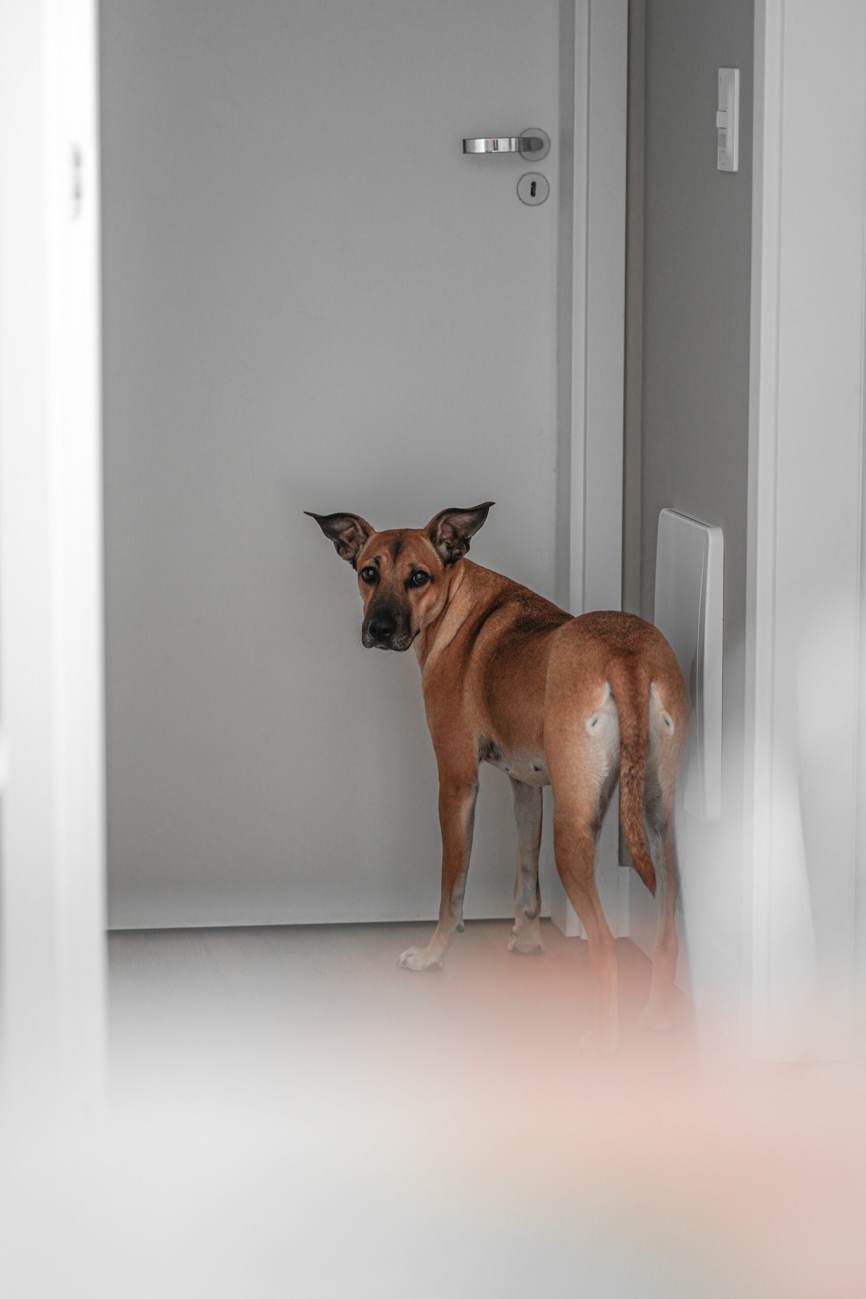Dogs That Get Separation Anxiety How to Help New York Dog Nanny
