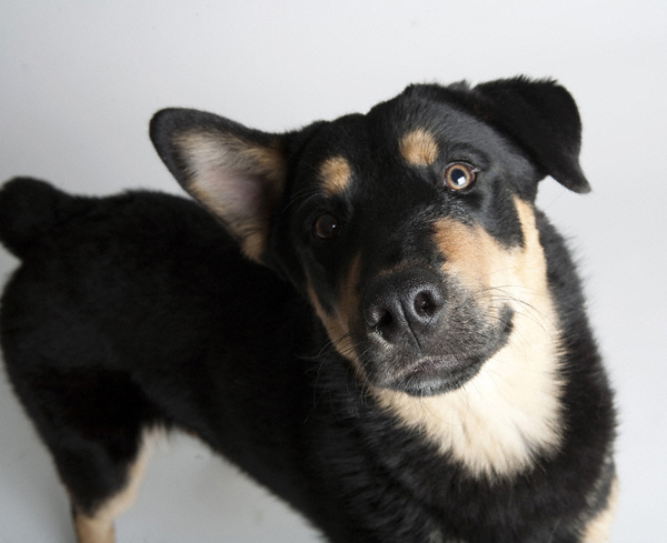 district dog brooklyn