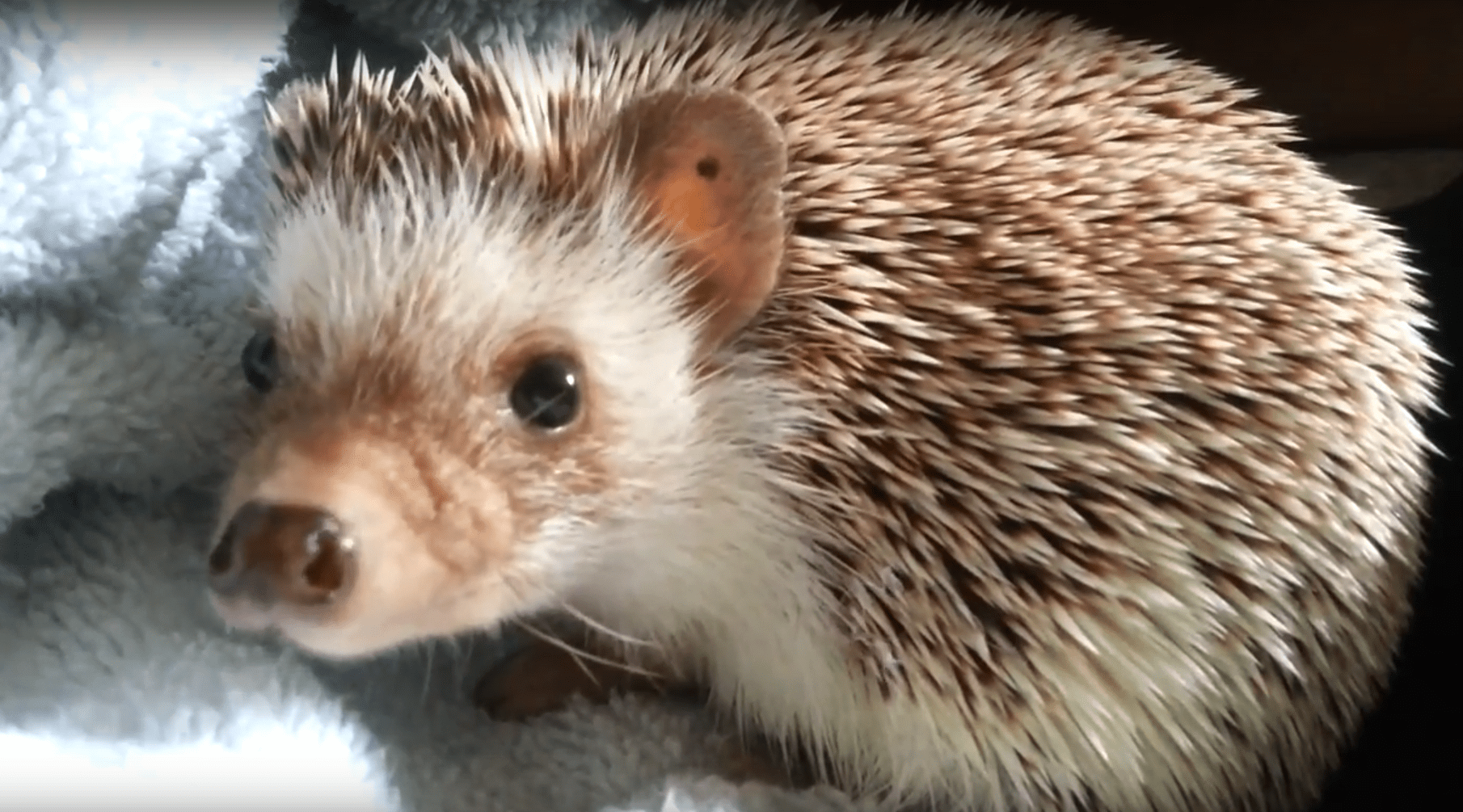 How to get rid of Hedgehog, control methods, catch and repel
