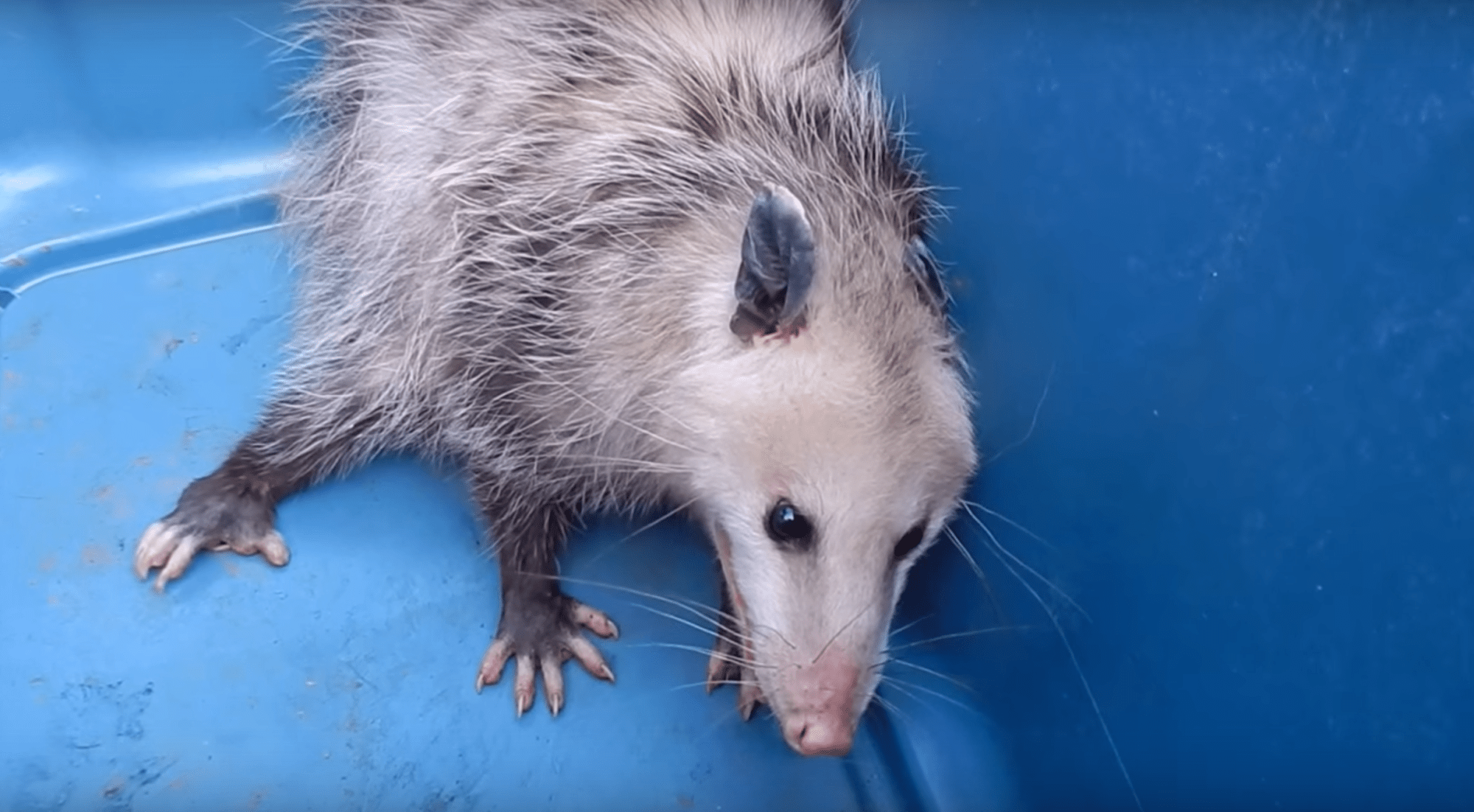 How To Get Rid Of Possums In Your Backyard Homideal