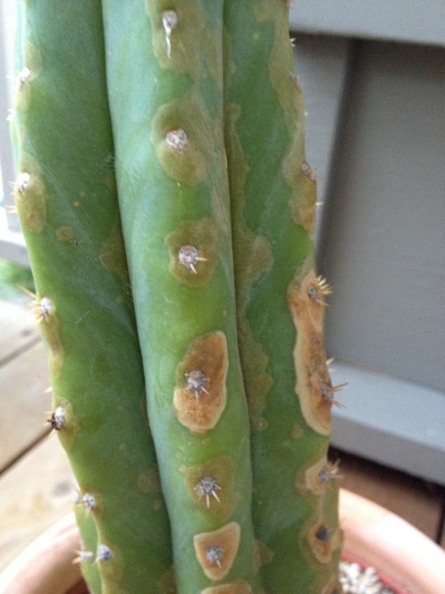 Cactus treatments, most common diseases and pests of this flower, Nexles