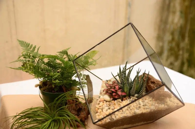 Divers modèles de terrariums disponibles à offrir pour les proches