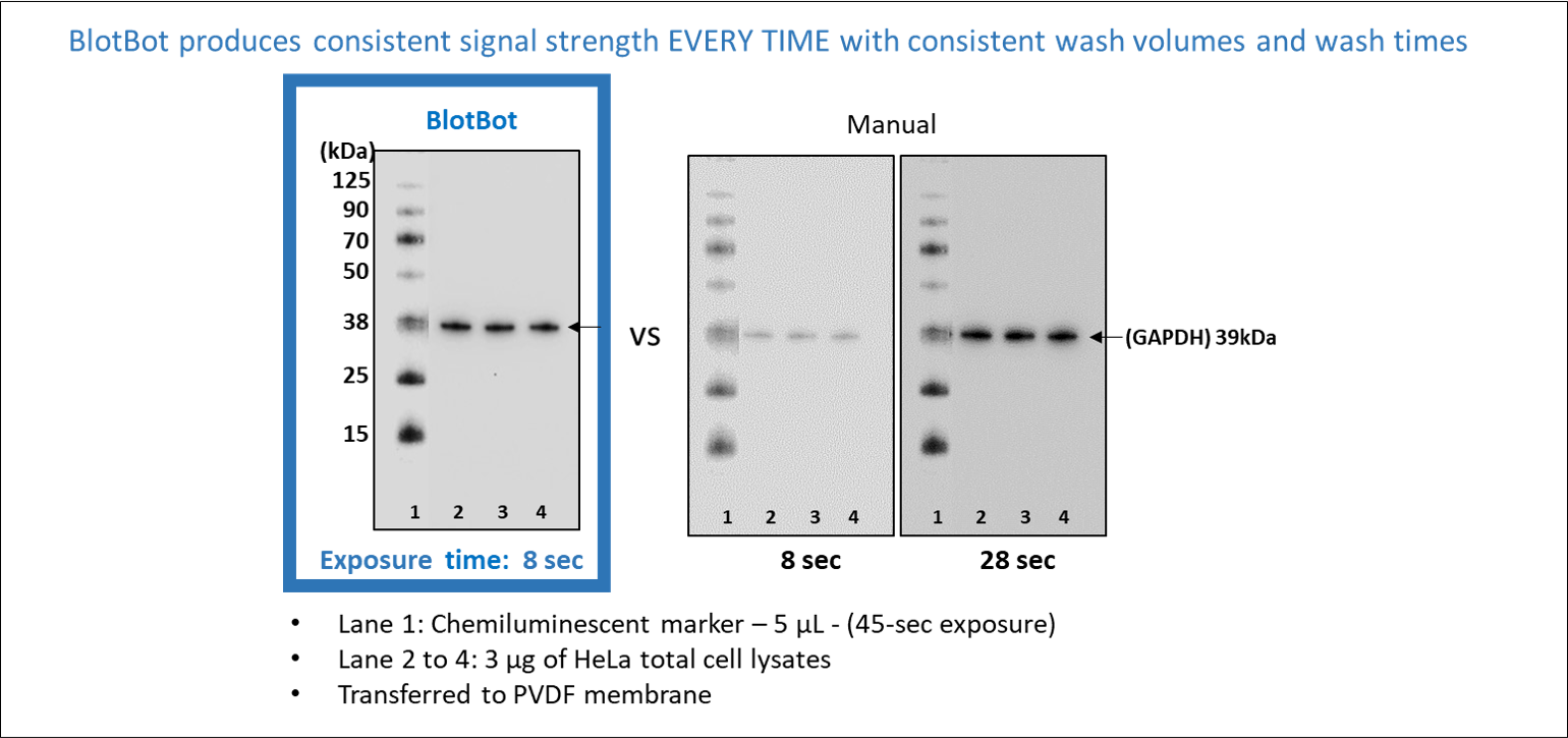 Automated Blot Processor - BlotBot - Next Advance - Lab Instruments