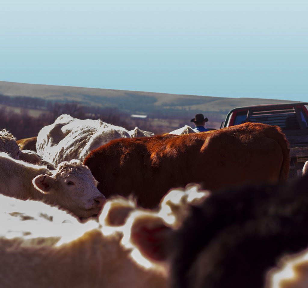 Nextgen Cattle Co. The future of Advanced Cattle Paxico, KS.