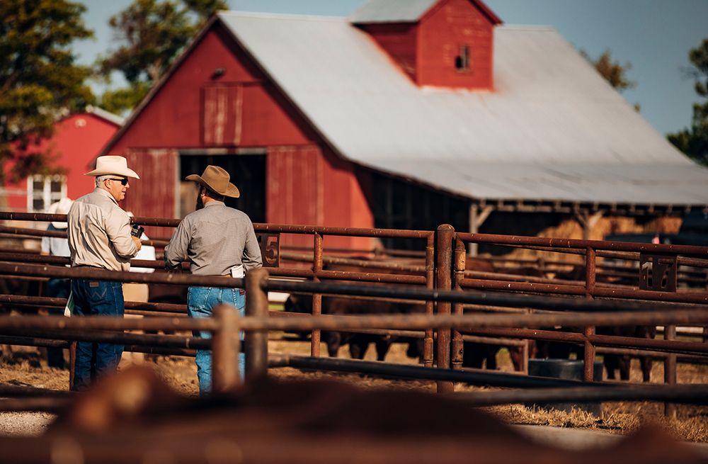 Nextgen Cattle. Flint Hills Classic Annual Production Sale. Beefmaster