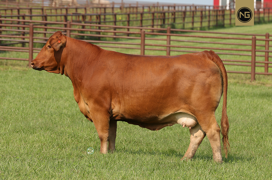 Nextgen Cattle Co. The future of Advanced Cattle Donors