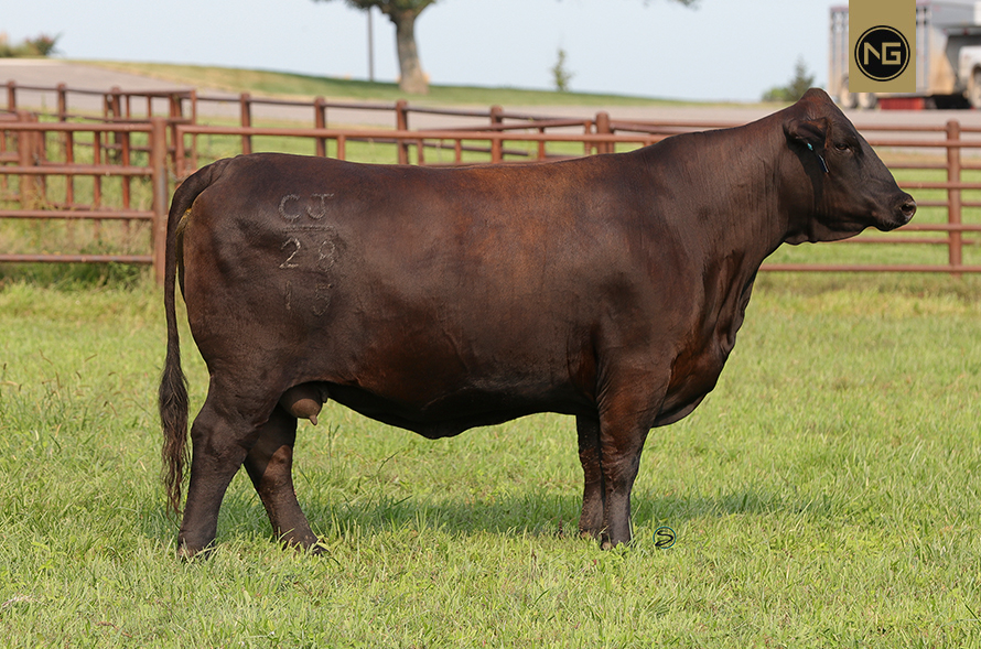 Nextgen Cattle Co. The future of Advanced Cattle Donors