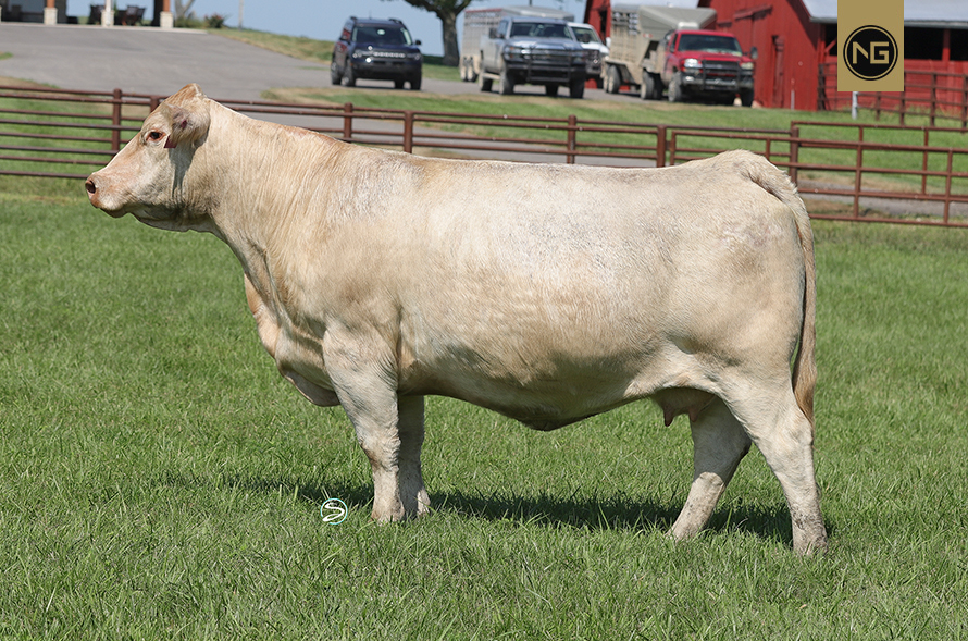 Nextgen Cattle Co. The future of Advanced Cattle Donors