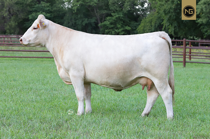 Nextgen Cattle Co. The future of Advanced Cattle Donors