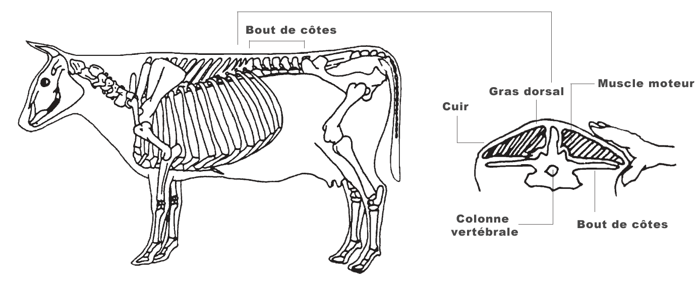Conseil National Pour Les Soins Aux Animaux d'Élevage