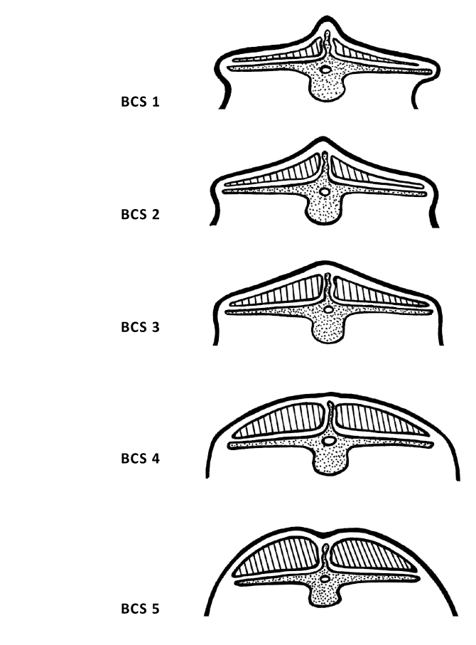 Code of Practice for the Care and Handling of Beef Cattle