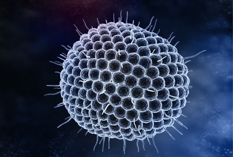 Shingles (Herpes Zoster) NFID