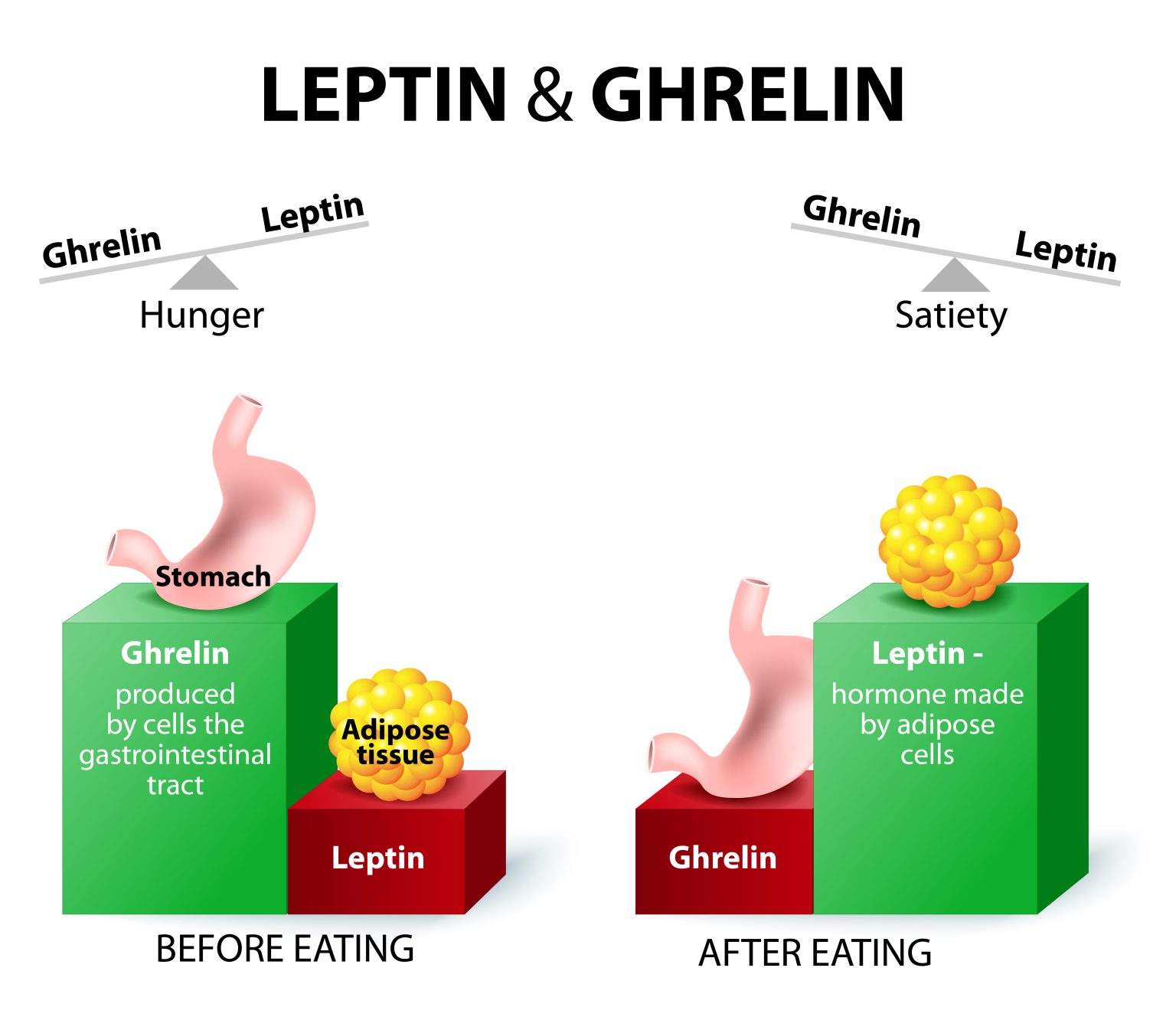Hunger Hormones Ghrelin, Leptin And The Satiety Balance