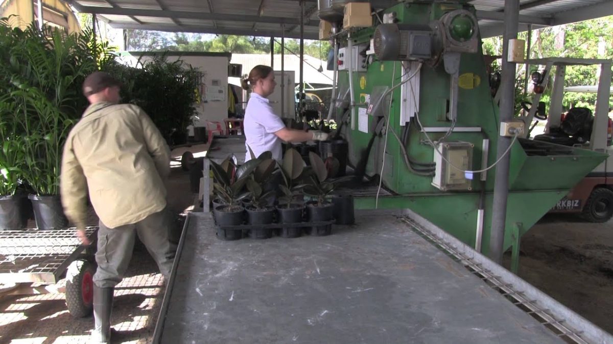 to Nursery & Garden Industry Queensland NGIQ