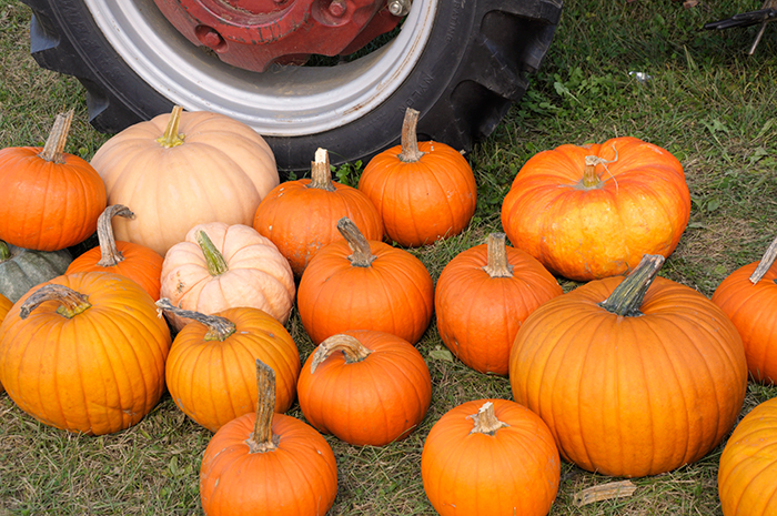 new hampshire fall festivals 2023 Fall And Foliage Festivals In Nh - New Hampshire Magazine