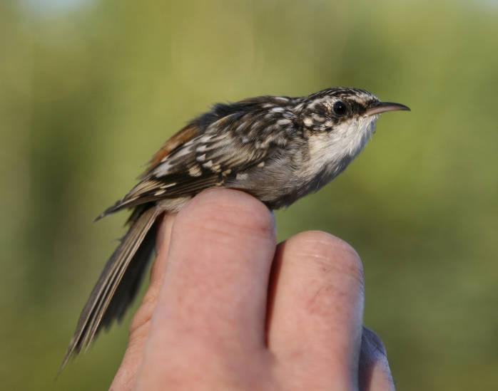 Brown Creeper Certhia americana Wildlife Journal Junior