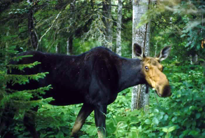 Moose Alces alces Wildlife Journal Junior